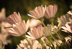 Daisies in sunset_Low_Res